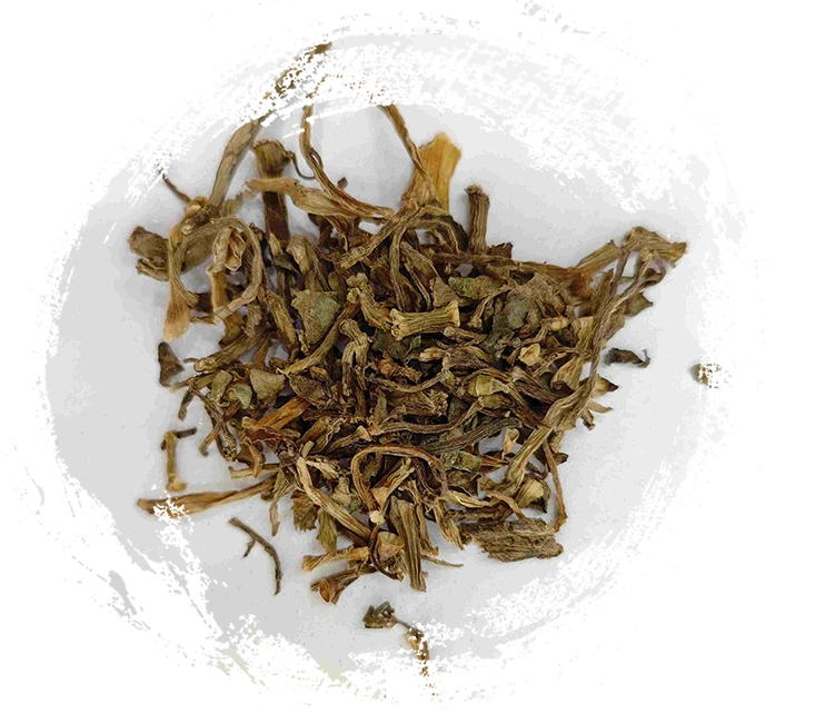 Portulaca (Mǎchǐxiàn)