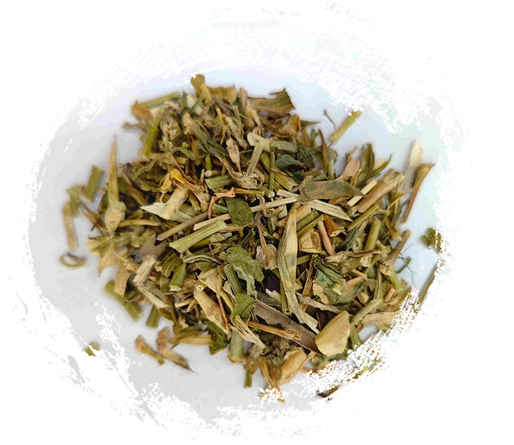 Bellflower Trung Quốc (Qúmài)