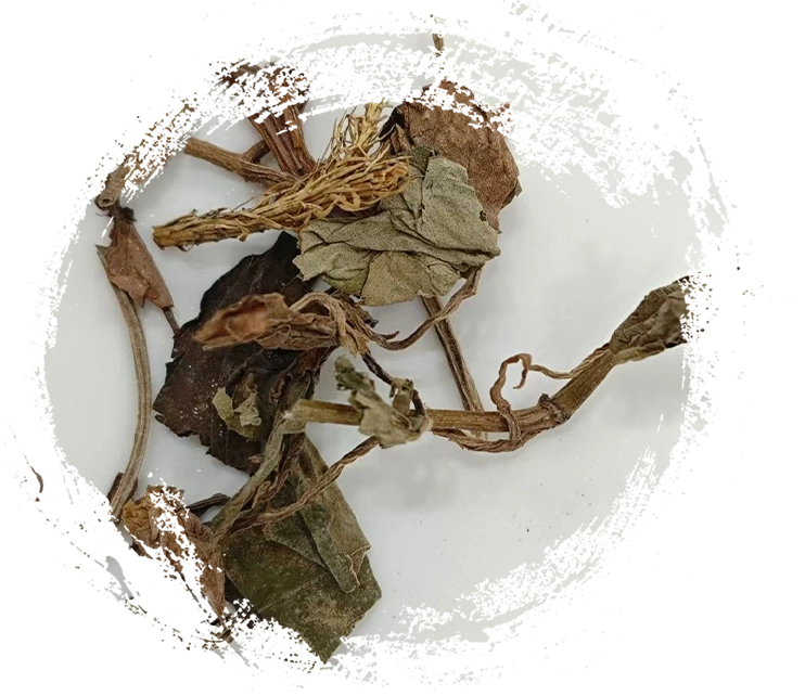 Các đặc điểm chính của cây thuốc truyền thống Trung Quốc