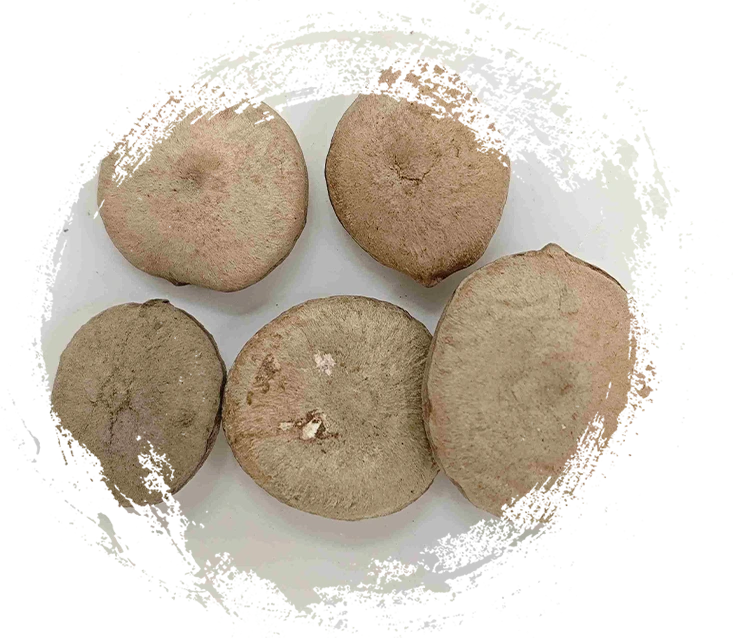 Phân tích Y học cổ truyền Trung Quốc dựa trên thực vật: Cách phân biệt thân rễ, hạt, hoa và tảo