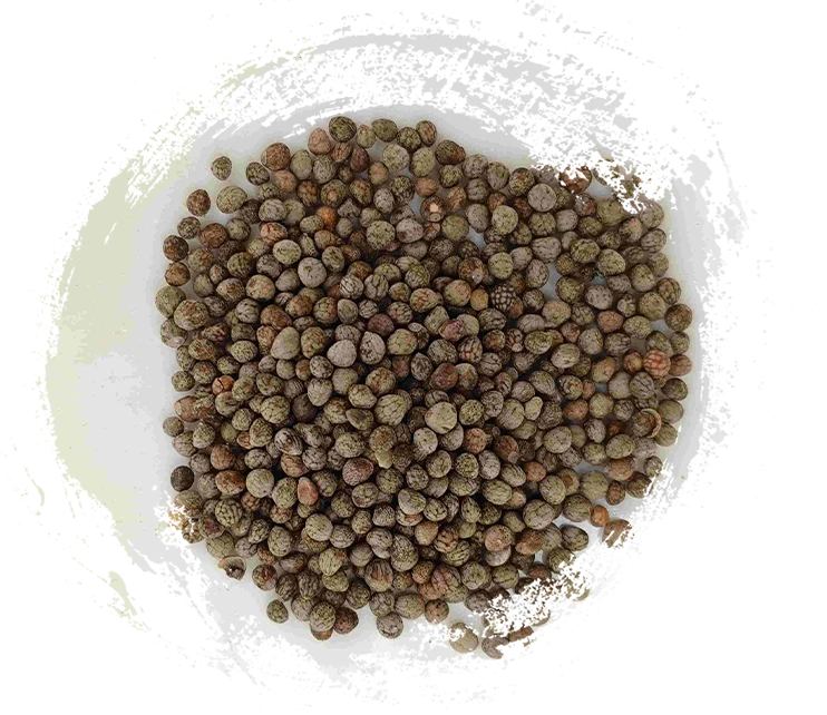 Hạt giống Perilla (Zǐsūzǐ)