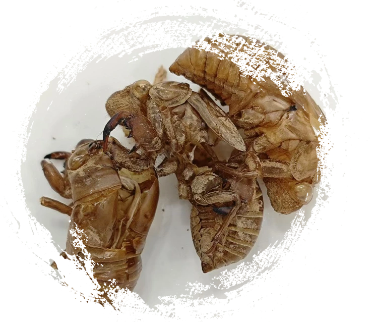 Cicada slough (Chántuì)