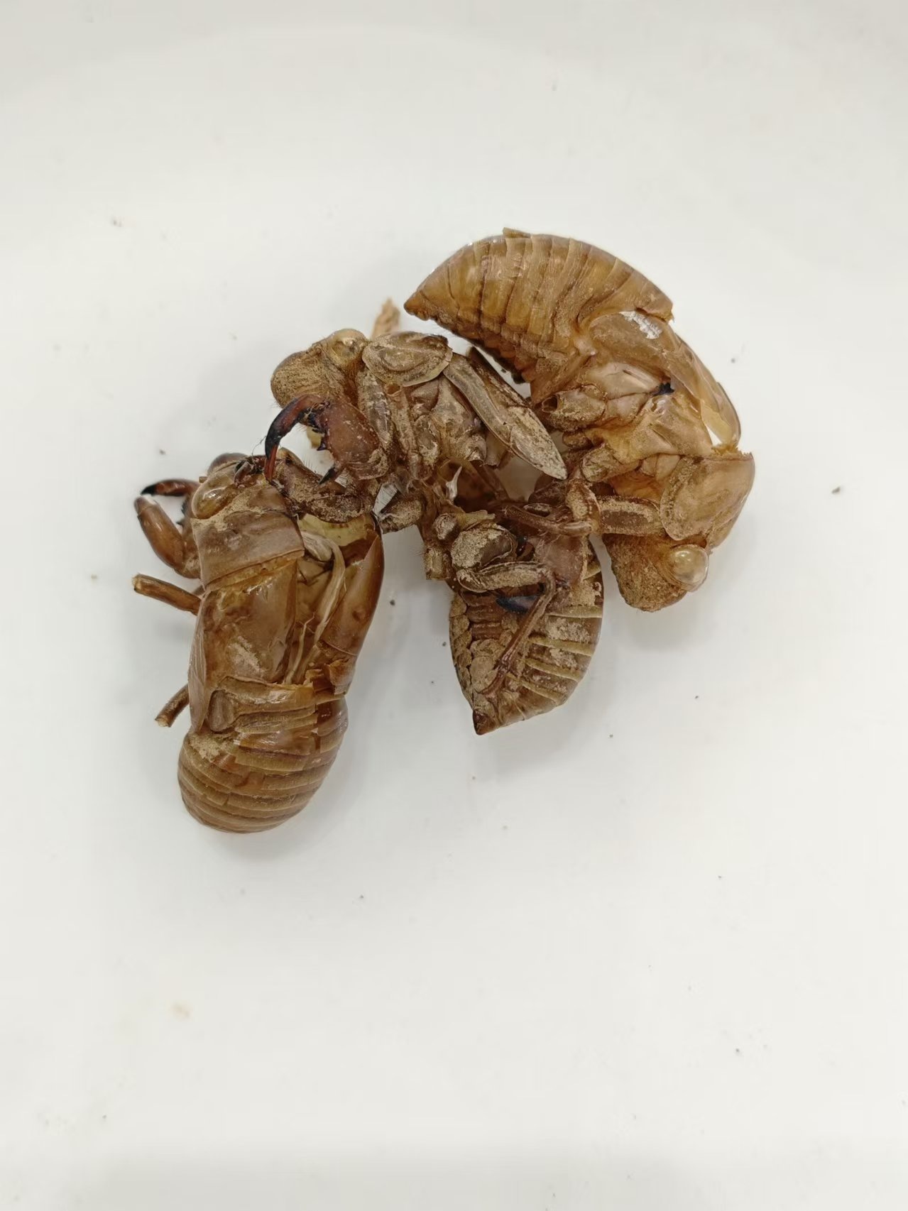 Cicada slough (Chántuì)