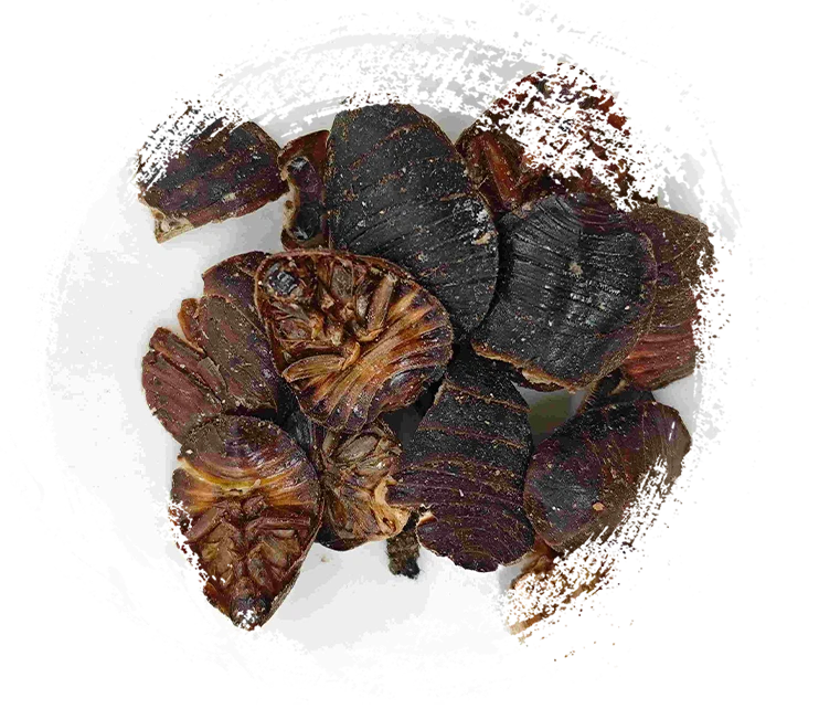 Bọ cánh cứng mặt đất (tǔbiēchón)