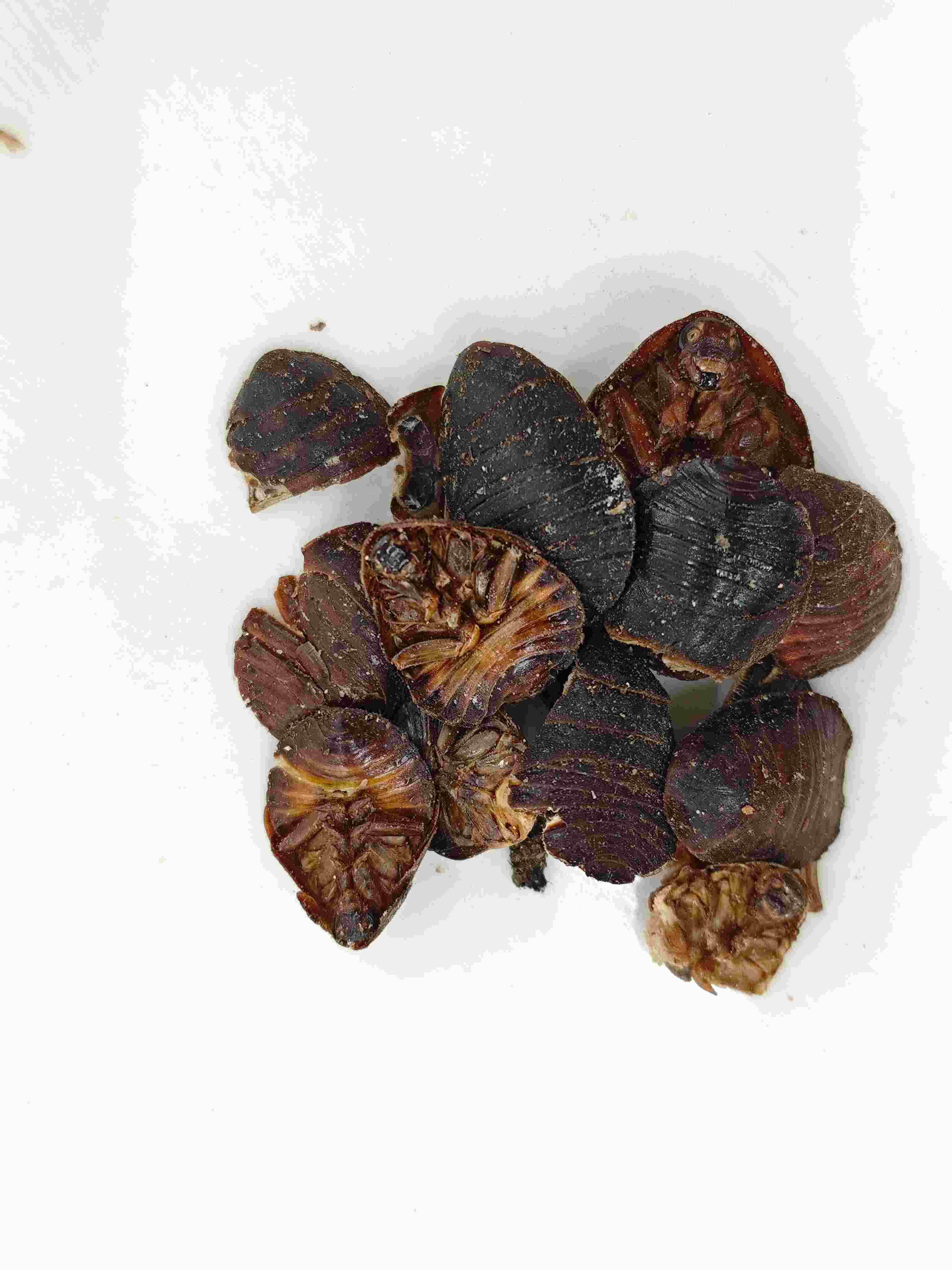 Bọ cánh cứng mặt đất (tǔbiēchón)