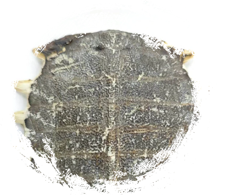 Softshell Rùa Plastron (Biējiǎ)