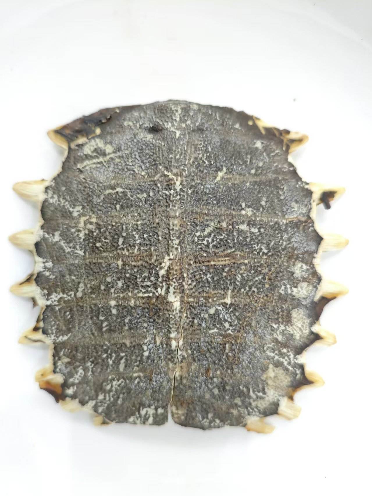 Softshell Rùa Plastron (Biējiǎ)