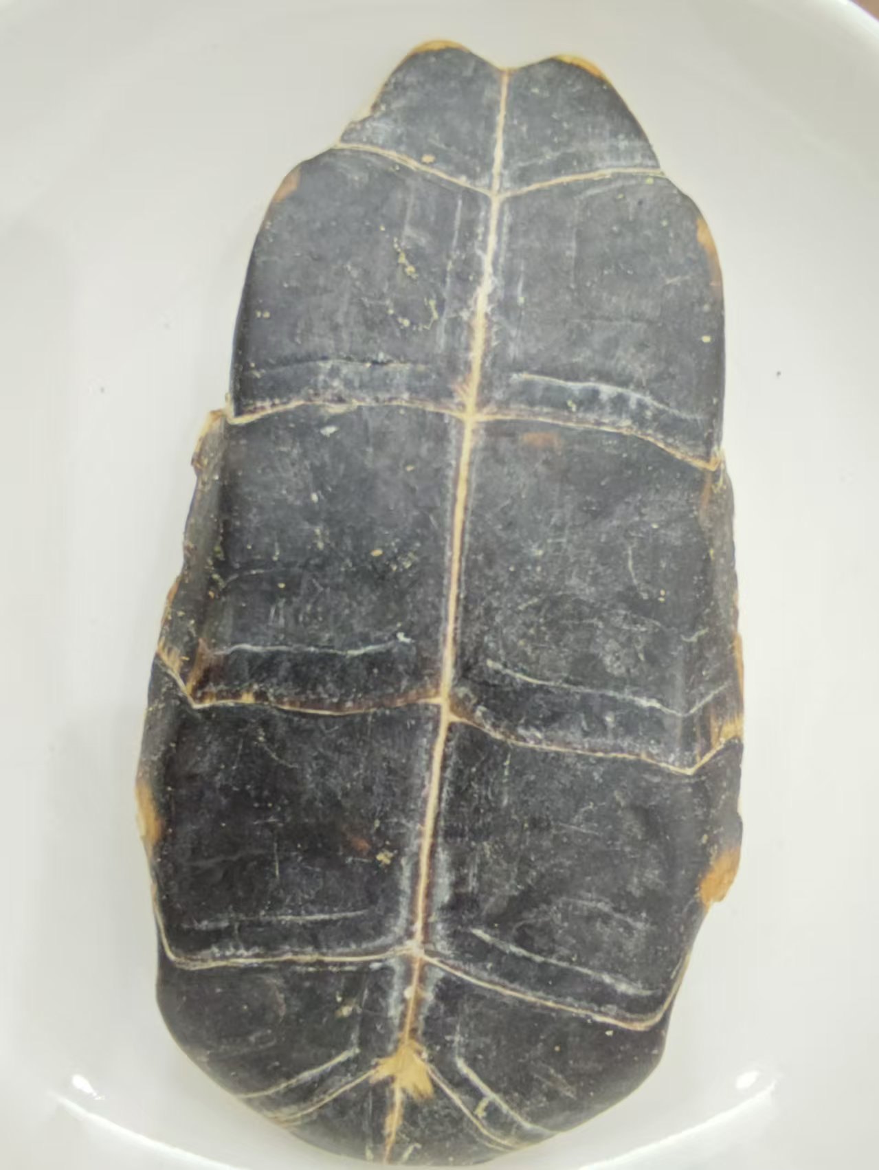 Vỏ rùa (Guījiǎ)