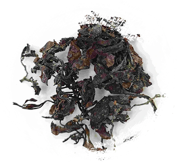 Rong biển (Hǎizǎo)