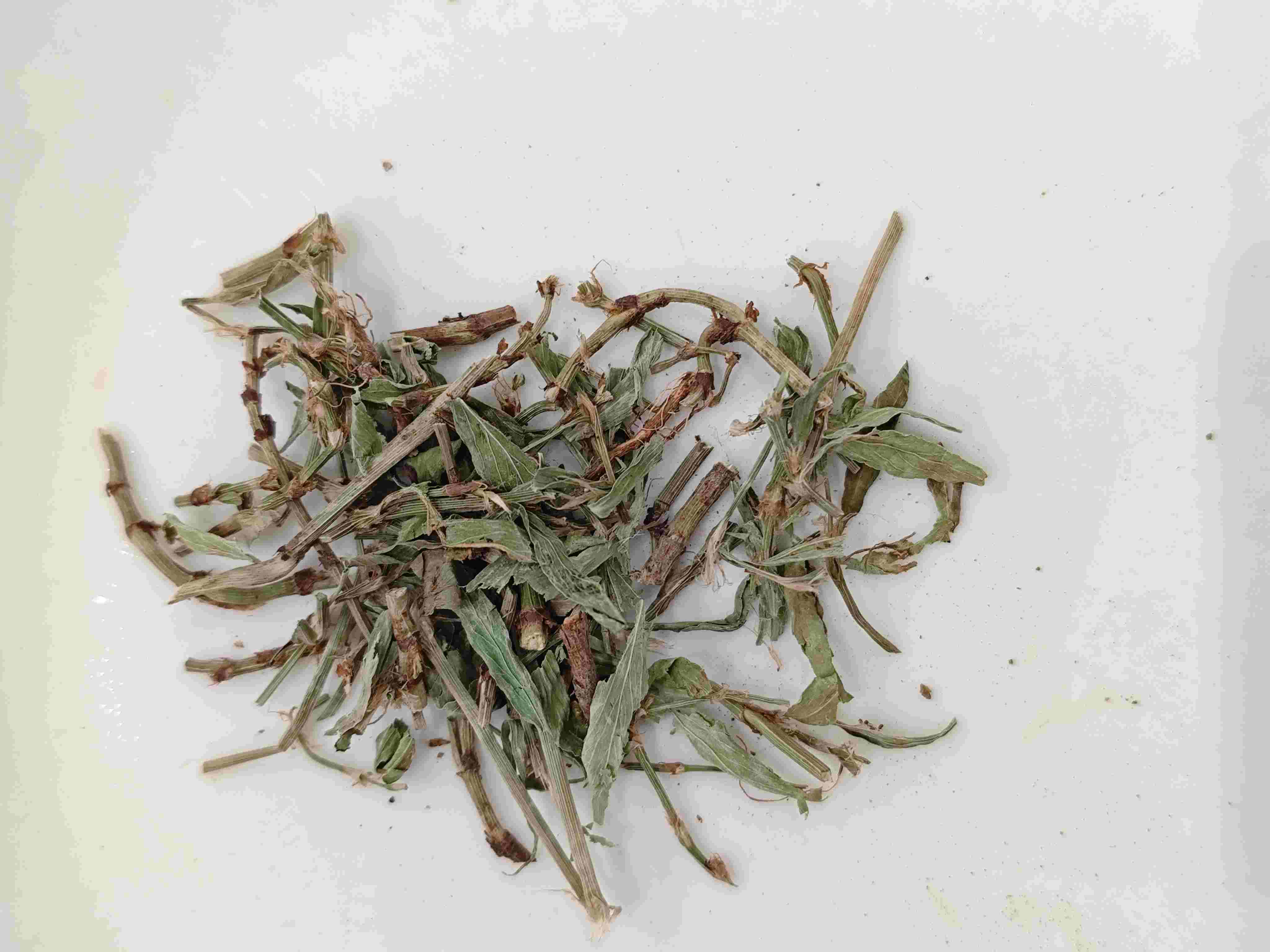Thảo dược / Knobgrass (Piān Xù)