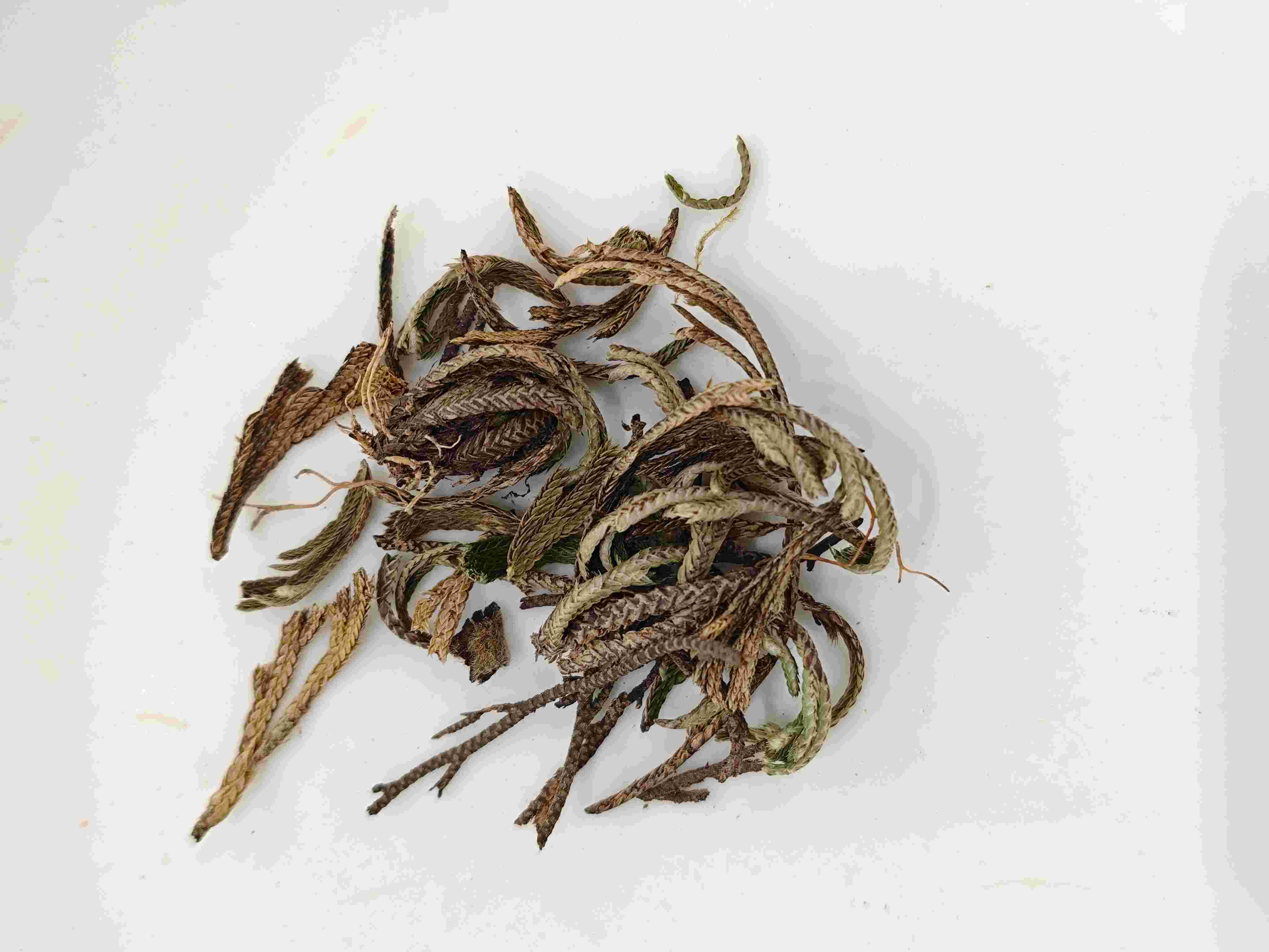 Fern ho&agrave;ng gia (Juǎn Bǎi)