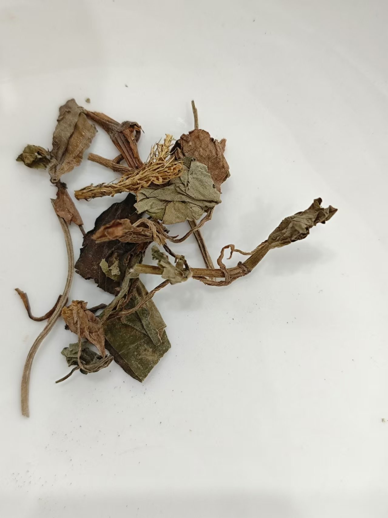 Hottuynia (yúxīngcǎo)