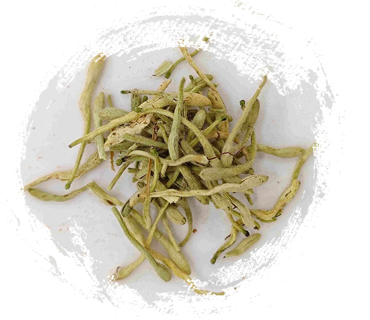 Hoa kim ngân hoa (Jīnyínhuā)