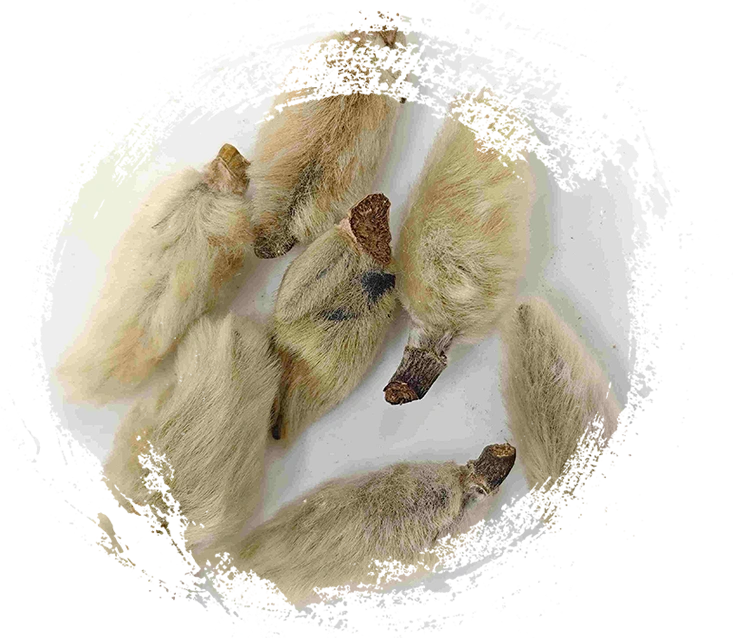 Hoa Magnolia (Xīnyí)