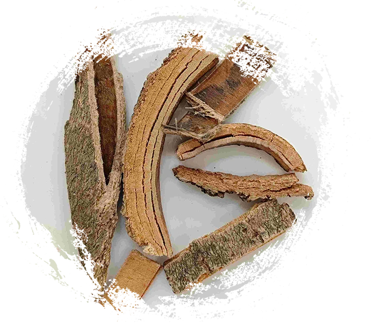 Vỏ tro Trung Quốc (Qín Pí)