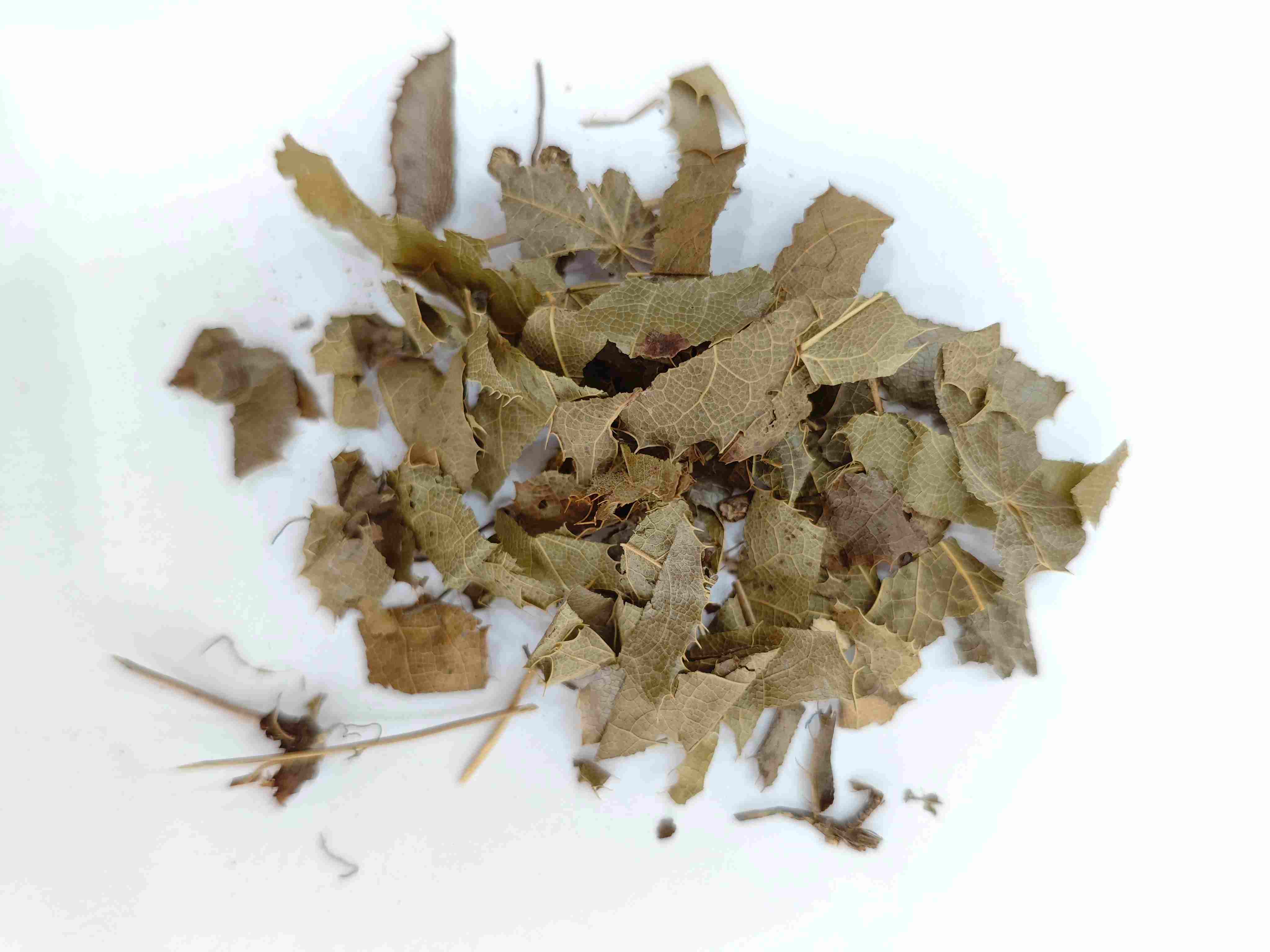 Epimedium (yínyáng huòr)