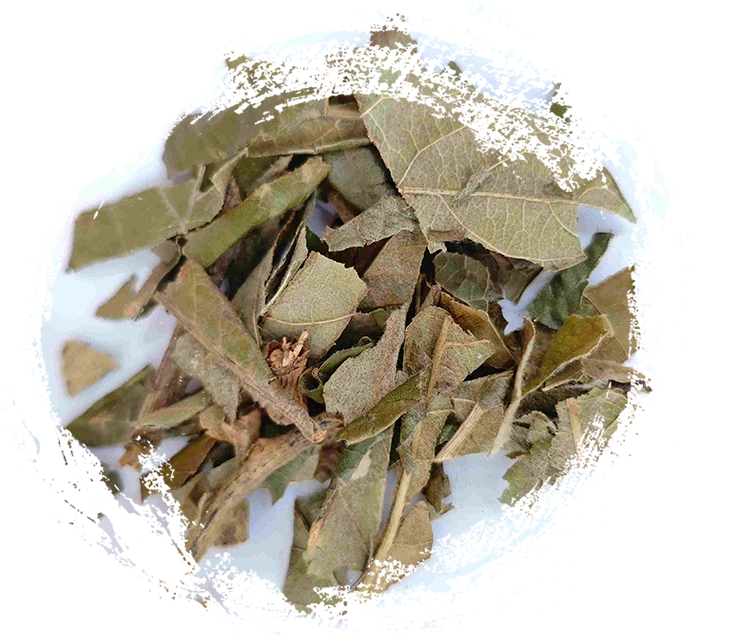 Lá loquat (pípá yè)