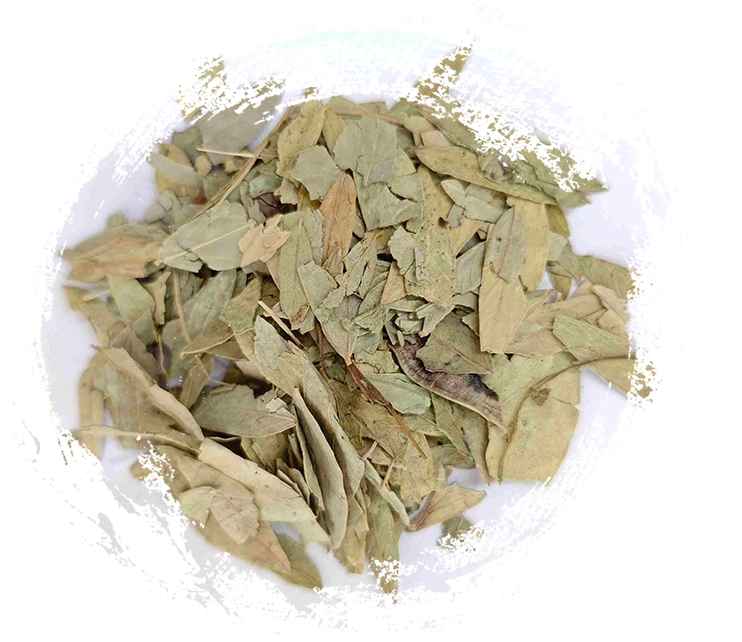 Lá senna (fānxiè yè)